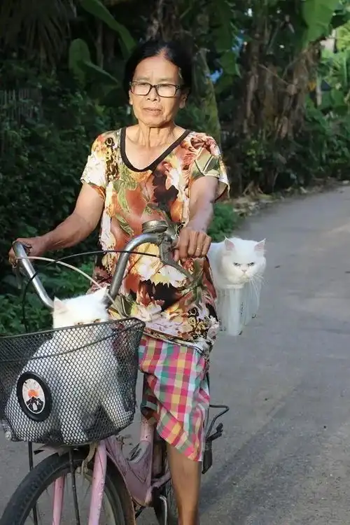 奶奶骑自行车带猫出去玩,只是后面的猫有点不开森 奶奶骑自行车带猫出去玩,只是后面的猫有点不开森