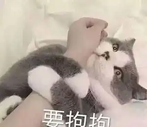 铲屎官猫咪太黏人太影响生活了,网友身在福中不知福 铲屎官猫咪太黏人太影响生活了,网友身在福中不知福