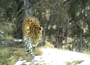 雪豹金钱豹岩羊马麝赤狐藏雪鸡兔狲狼 雪豹金钱豹岩羊马麝赤狐藏雪鸡兔狲狼
