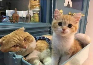  小猫缠着猫妈妈不放,嫌弃的眼神让人笑喷猫咪孩子,你这是要妈的命啊