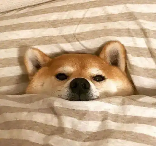 柴犬品相到底怎么看 柴犬品相到底怎么看