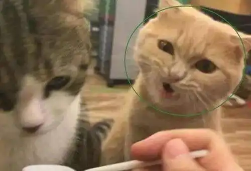 猫叫央子会挑季节吗,猫叫央子会挑时间吗 猫叫央子会挑季节吗,猫叫央子会挑时间吗