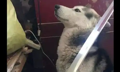 你以为用刀就能吓着二哈太年轻了 你以为用刀就能吓着二哈太年轻了