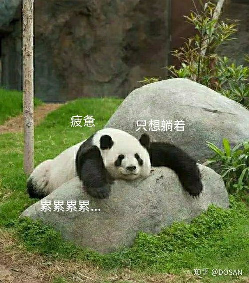 太真实了熊猫表情包可爱