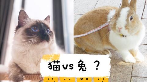  一大早起来,看见猫和兔子满地跑的我是崩溃的