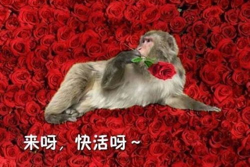 居老师北老师表情包快乐