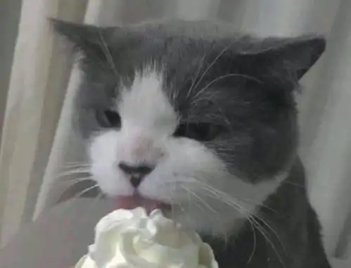  养了猫咪之后,你的生活发生了怎样的变化