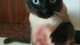  带着羞耻圈的小橘猫不会上厕所了急得嗷嗷叫并得到了暹罗君的慰问