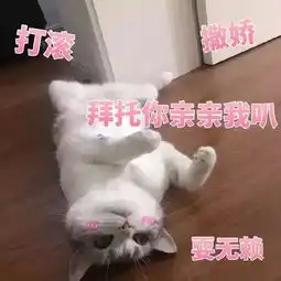 猫咪表情包打滚,撒娇,不要嫌弃我好吗 猫咪表情包打滚,撒娇,不要嫌弃我好吗