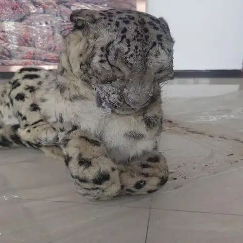 杀害一只价值50万的雪豹3名犯罪嫌疑人被青海警方抓获 杀害一只价值50万的雪豹3名犯罪嫌疑人被青海警方抓获