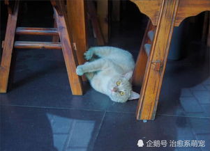  教你如何拍出千娇百媚的橘猫这橘猫的表情每一张都笑喷萌炸了