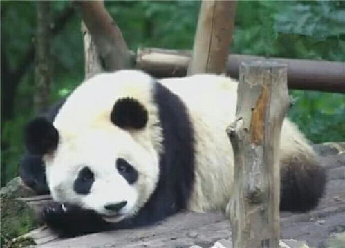  表情表情忧郁的大熊猫眼神迷离让人忍俊不禁腾讯网qq.com表情