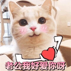  如果老公生气了那一定是我错了可爱猫咪表情包老公永远都是对的迷妹少女心表情包下载乐游网游戏下载