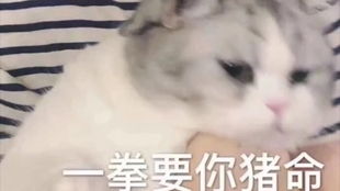  你若没豆,那就别怪我,不做人了