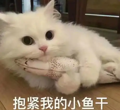 猫咪为什么对着食物做埋屎动作难道真的以为你在吃屎 猫咪为什么对着食物做埋屎动作难道真的以为你在吃屎