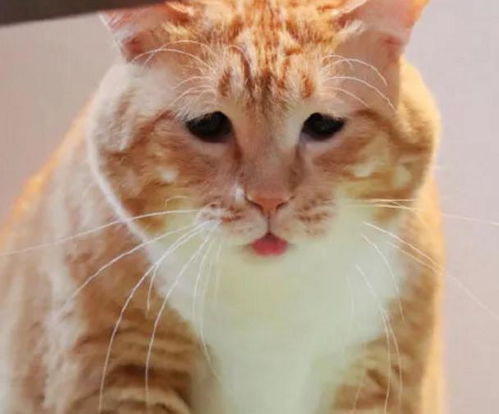  日本网友家的猫长了一张忧郁脸,每次晒照,都自成表情包