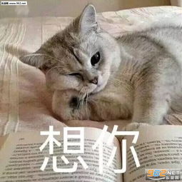  有吃的吗请问可爱表情包电死你个小可爱喵咪表情包下载乐游网游戏下载