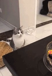  幽默搞笑段子集猫发现被偷拍,瞬间反应的表情笑到胃疼