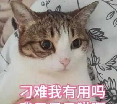 养猫之从入门到放弃 养猫之从入门到放弃