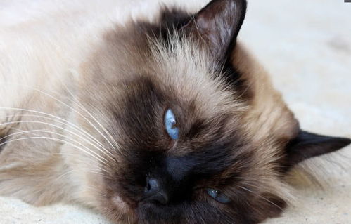  表情全球六种最友善的猫咪,最后一种最受欢迎表情