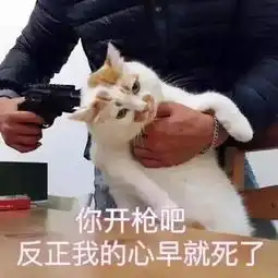 猫界表情包楼楼因病去世,它变成小天使回喵星了 猫界表情包楼楼因病去世,它变成小天使回喵星了