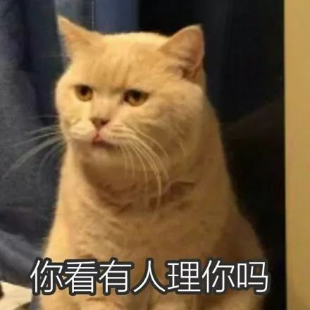  我被我家的猫气哭了宠物