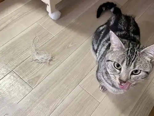  猫偷吃一大口萝卜丝,被抓后当场吐掉,还摆出这表情