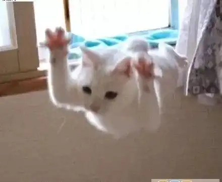 猫咪老师表情包带字监考