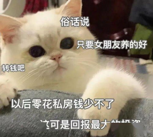  套路你家男朋友的可爱猫猫表情包集锦