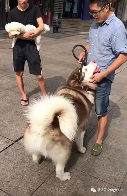 百来斤的阿拉斯加卖萌求抱抱,宠主苦笑自己多重心里没数啊 百来斤的阿拉斯加卖萌求抱抱,宠主苦笑自己多重心里没数啊