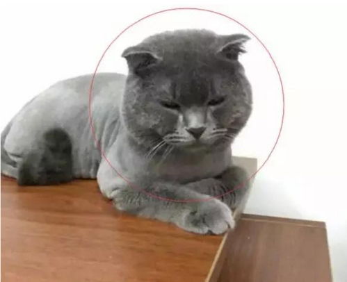  宠主强硬给猫咪剃毛,四只脚被五花大绑,喵一脸的绝望