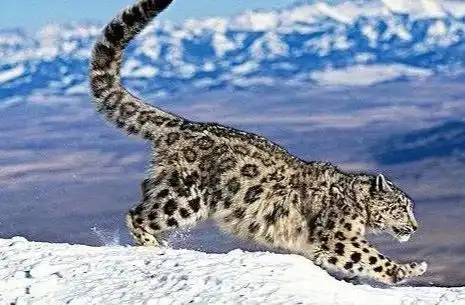 国家一级保护动物雪豹现身甘肃,夜袭农户羊圈后窜墙逃走 国家一级保护动物雪豹现身甘肃,夜袭农户羊圈后窜墙逃走