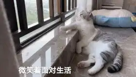  泡芙的悠闲下午9月3日直播录屏后半部分含不雅舔毛嘻嘻