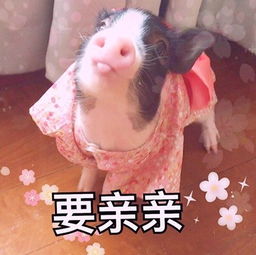 哼可爱表情包猪猪