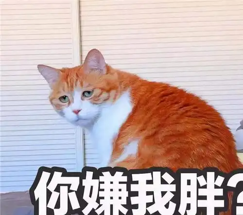 爱你呀表情包橘猫