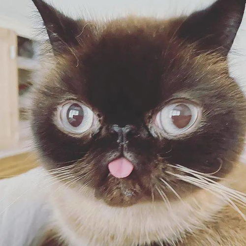  超抢戏猫咪靠吐舌走红网络,狂吸15万粉丝粉丝笑翻它才是略略略之王