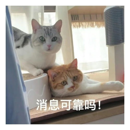  表情包一组有趣的表情包52期