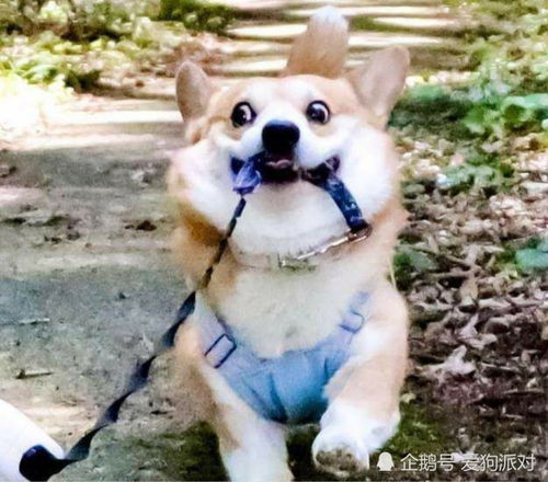  柯基可爱表情包