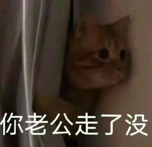  罗小黑原型小猫居然被弃养了