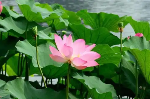 10天内财运一旺再旺,3大属相喜事成堆,前程光明,夜夜都笑醒 10天内财运一旺再旺,3大属相喜事成堆,前程光明,夜夜都笑醒