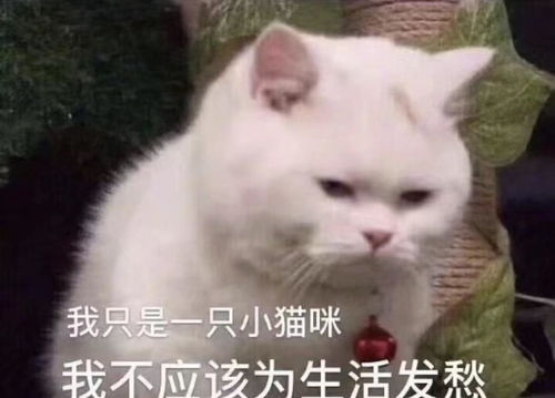  星姐们囤口罩了吗