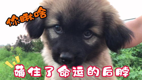  小狗崽和小花抢垃圾,被薅住了命运的后脖颈,表情太逗了