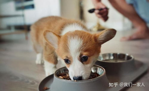  柯基口臭怎么解决