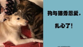  猫咪当着单身狗秀恩爱,狗都要被虐哭了单身慎点