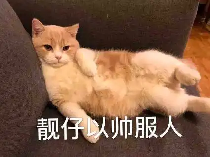  喵咪表情包我就是蛮不讲理还倍可爱