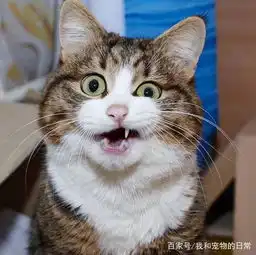 这只猫咪虽然只有两条腿,但它凭借丰富的表情包圈粉无数 这只猫咪虽然只有两条腿,但它凭借丰富的表情包圈粉无数