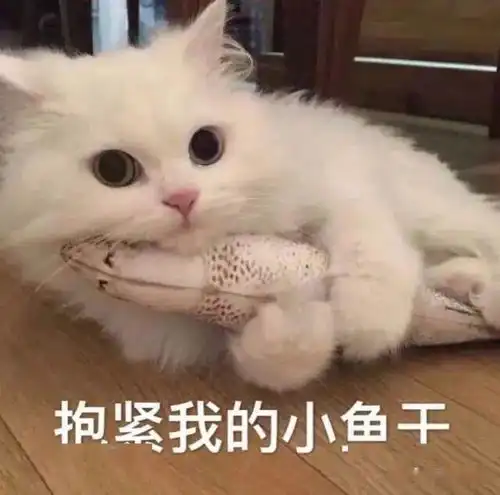 水分对于猫猫来说是意料之外的重要 水分对于猫猫来说是意料之外的重要