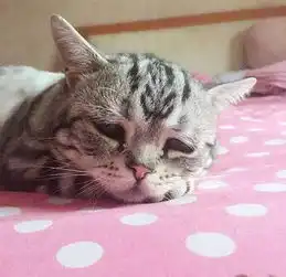 宠物超级细菌来袭几乎无药可医,罪魁祸首可能是你 宠物超级细菌来袭几乎无药可医,罪魁祸首可能是你