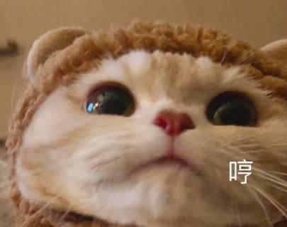  万万没想到,猫咪生气是这样的,别惹它
