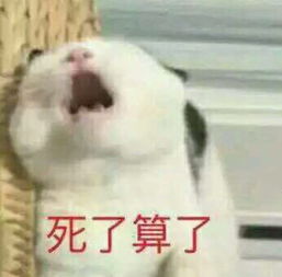  小可爱表情包喵咪死了算了堆糖,美好生活研究所